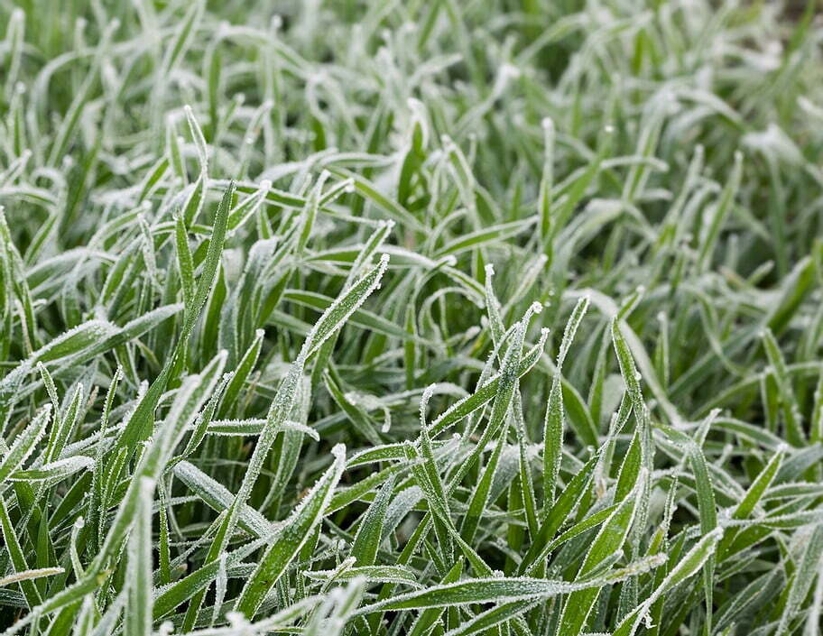 Frost on Grass