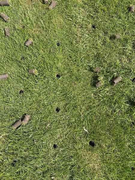 Aeration holes in lawn