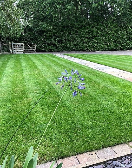 Lush green, weed free lawn in Salfords