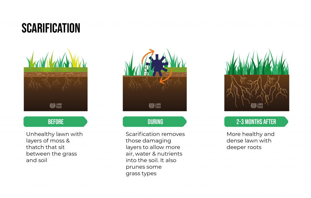 Lawn scarification explanation illustration