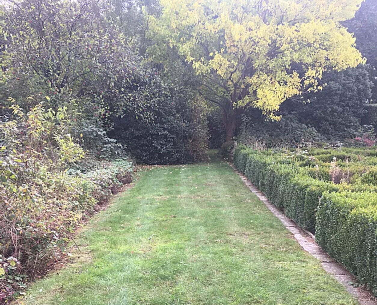Tired lawn filled with thatch & weeds