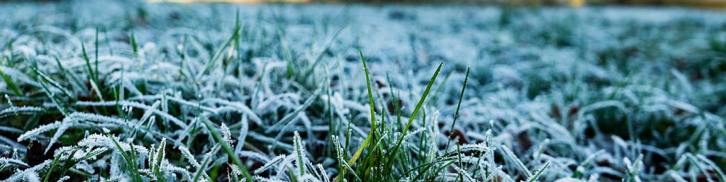 Winter Lawn Treatment & Moss Control