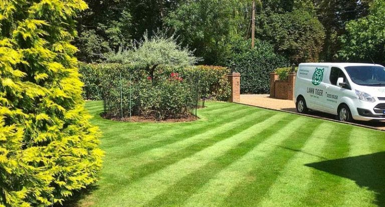 Beautiful Lawn with Stripes