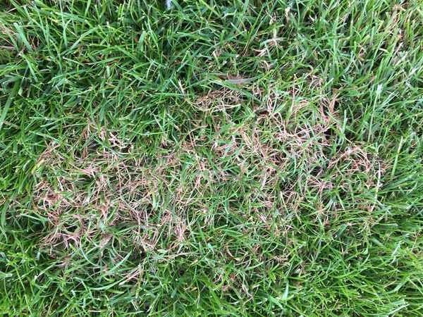 redthread_lawn_disease