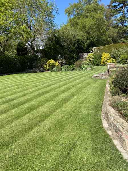 lawn after recovering from scarification