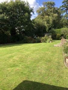 lawn before scarification