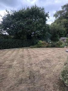 lawn after scarification