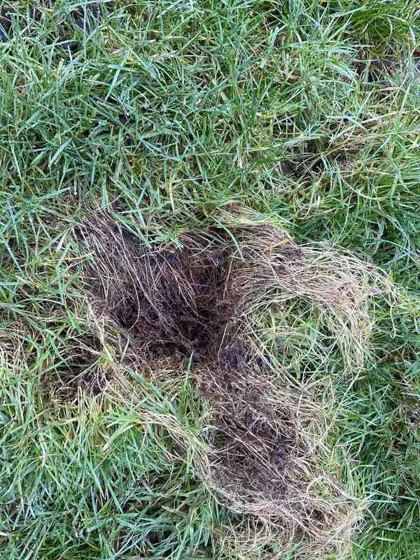 lawn thatch