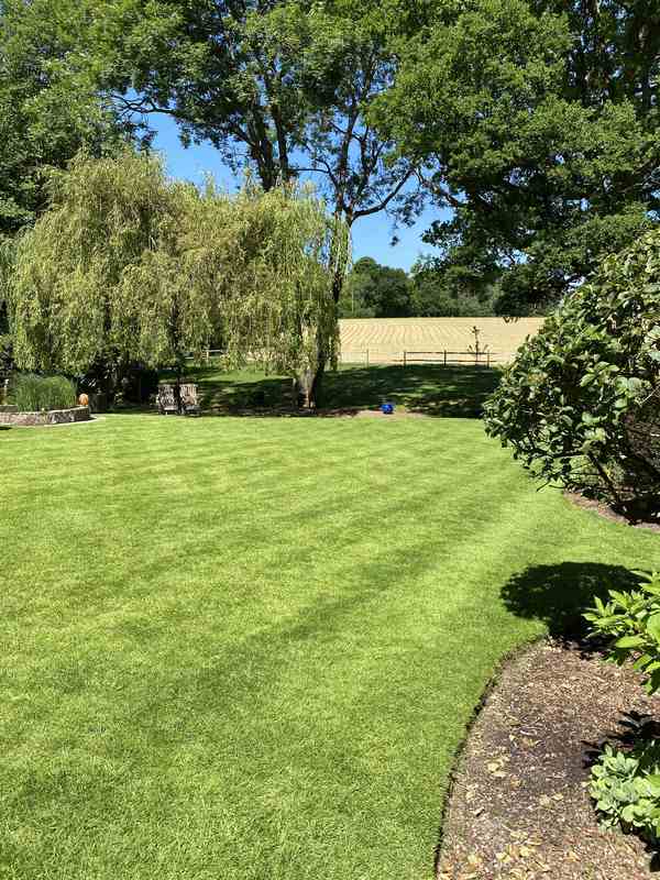 lawn looking lush green from Lawn Tiger's annual treatment plan