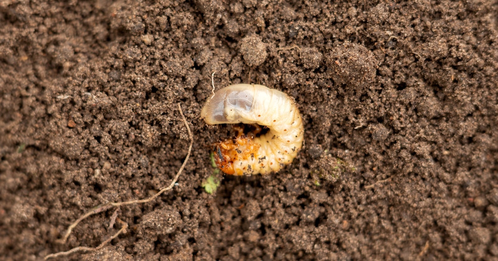 Close-up of chafer grub  on bare soil