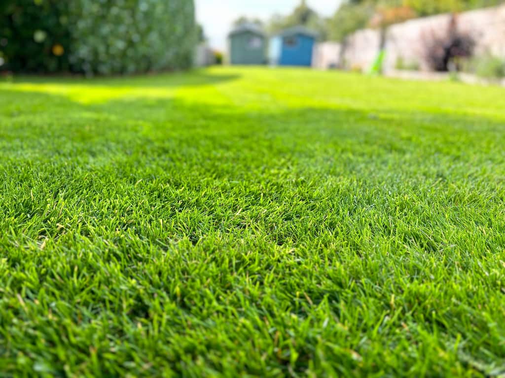 dense green lawn