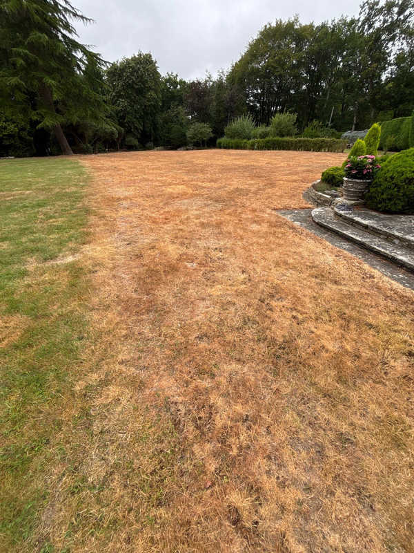 Lawn in poor condition needing a complete restart.