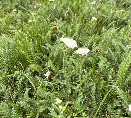 Deep rooted yarrow weed in a lawn