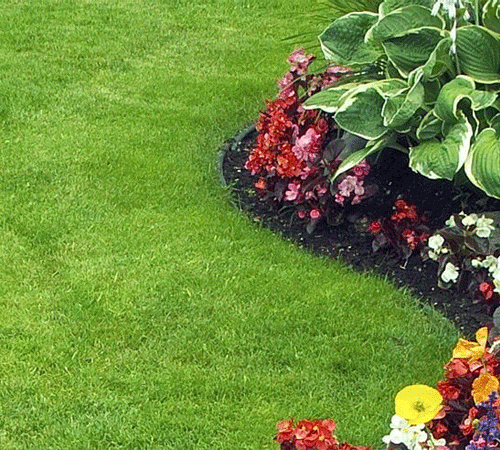 Targeted lawn feeding to encourage thicker growth