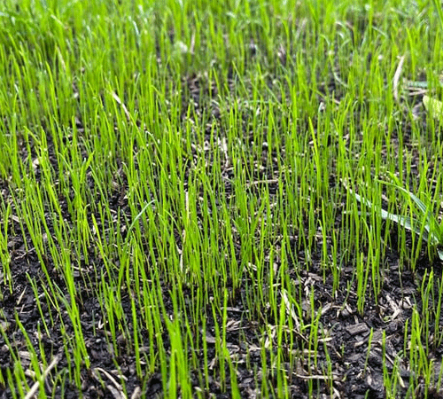 Overseeding to introduce new healthy grass plants