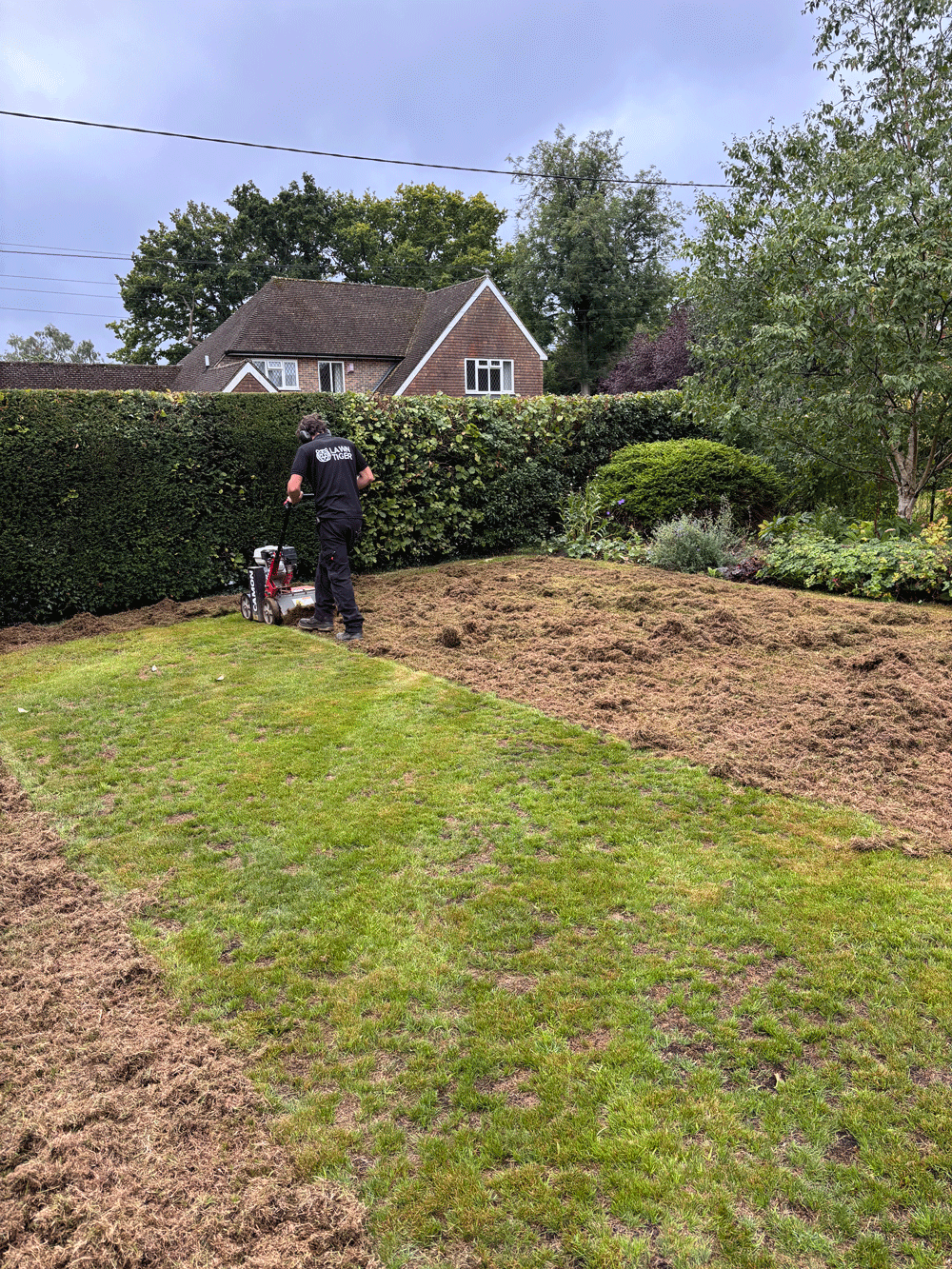 Scarification in Progress