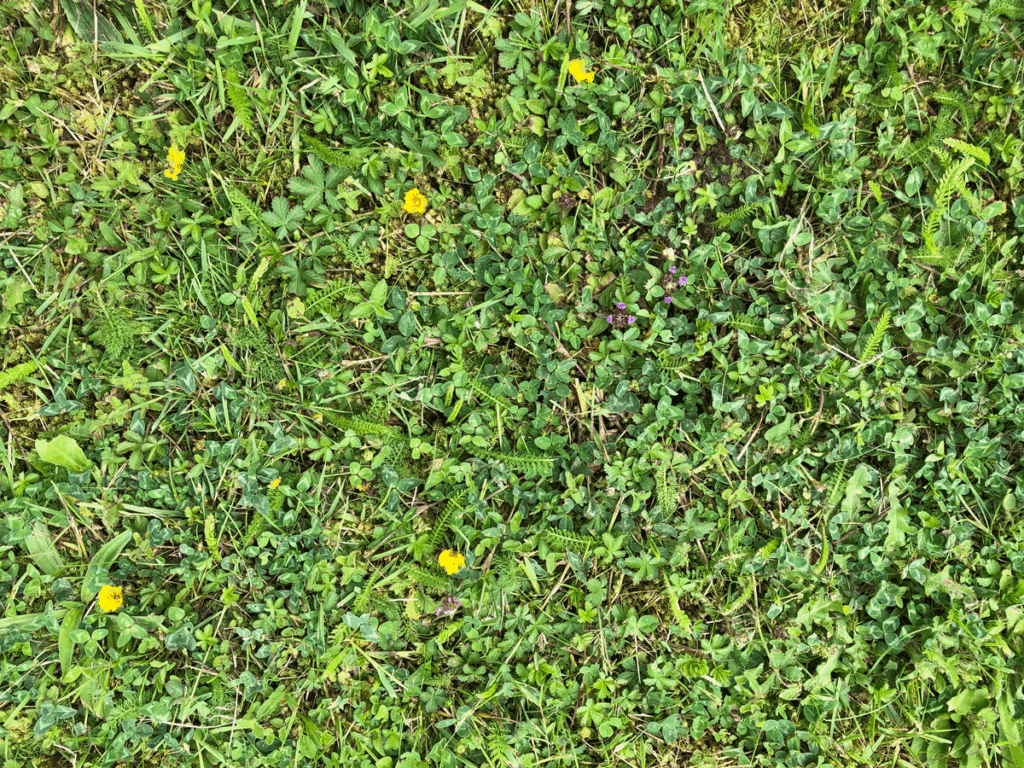 lawn with dense weed population