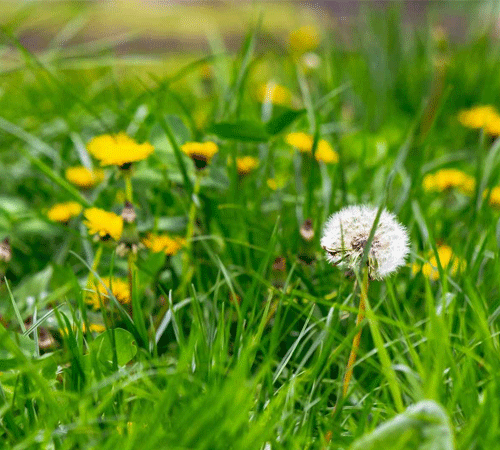 Moss and weed control where needed