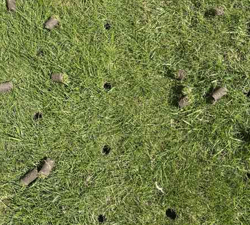before lawn aeration results